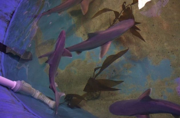 Sharks Found Swimming in the Basement of Home In New York