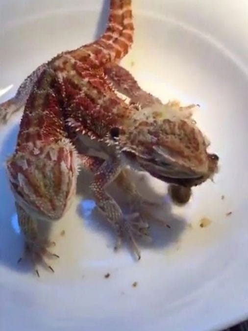 A Double Headed Lizard Eating its Prey Looks Like a Dragon Eating The Lunch