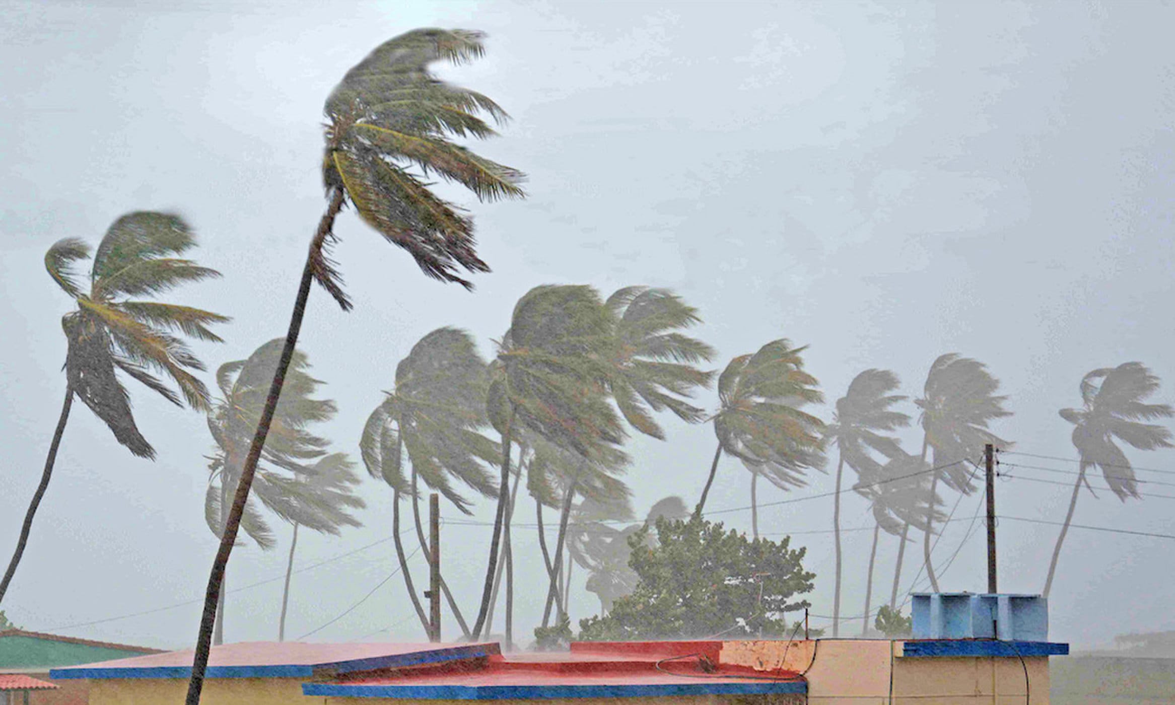 How Does The Mighty Palm Trees Usually Stay Standing In Storms?