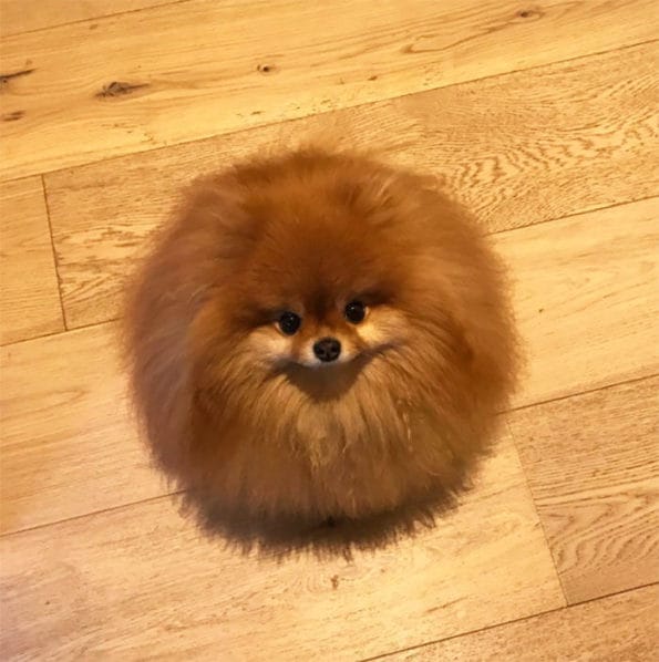 Pomeranian melted in water