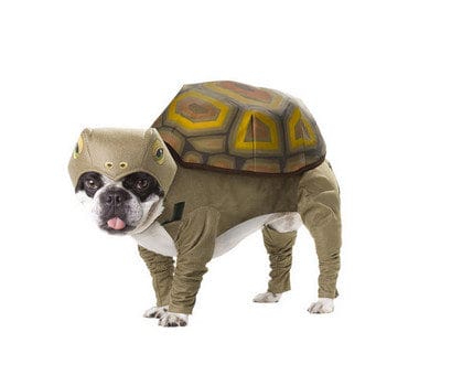 Halloween Tortoise Dog Costume