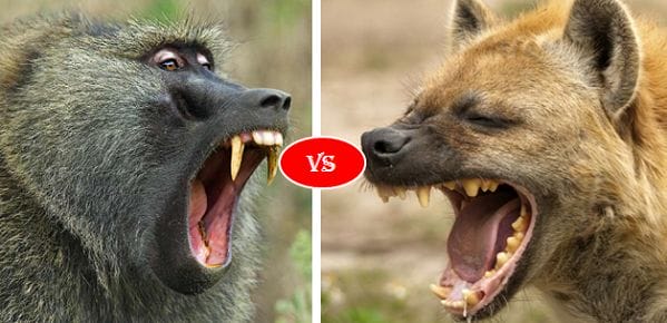 Hyena vs Baboon