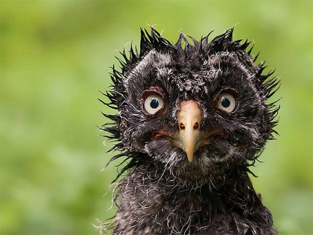 Perfect Animals Pictures Captured When They Were Wet