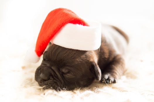 Holiday Gift Guide for Pets and their Parents