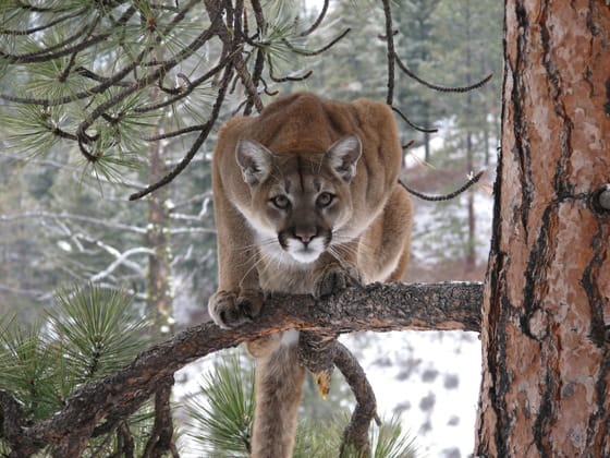 Roars of the Mountain Lion