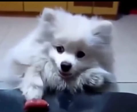 Way to Live Life Inspiration by Cute Puppies