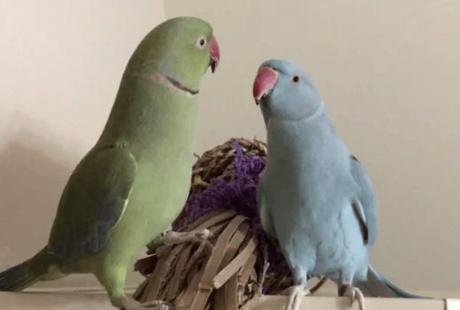 Parrot Brothers Communicating With Each Other