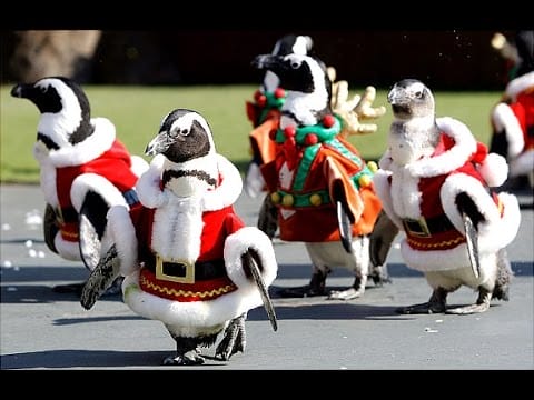 Penguins Dressed as Santa Claus at Japanese Zoo Celebrate the Holiday Season