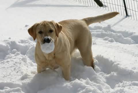 Dog Gets Crazy When He Lost His Snow Ball in Snow