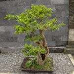 Tips to Help You Take Care of a Bonsai Tree