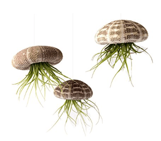 Jellyfish-shaped Plants for Your Home