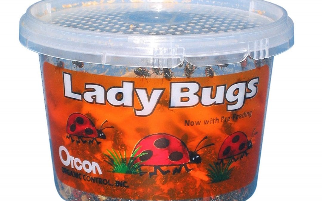 Live Ladybugs, Approximately 1,500 Count
