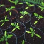 How Greenhouse Gardening Improves Your Mental Health