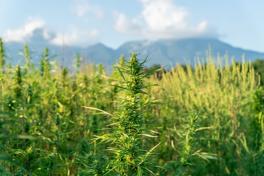 Benefits of Indica Strains of Marijuana