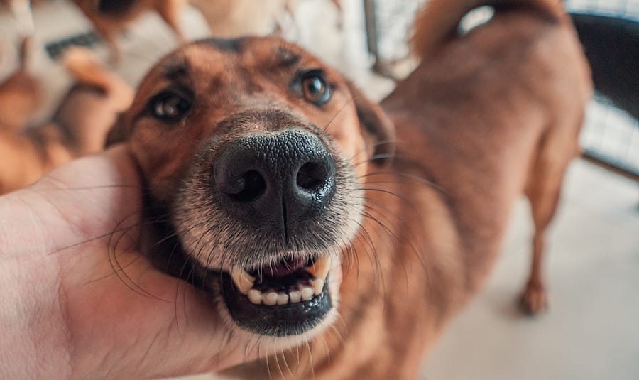 Dog Bite Personal Injury Lawsuit