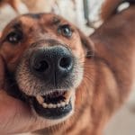 Dog Bite Personal Injury Lawsuit
