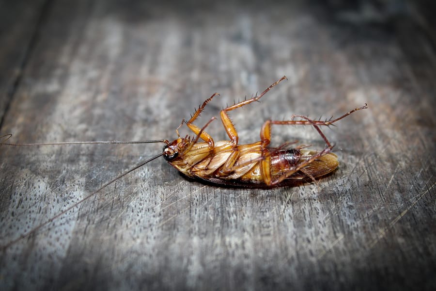 4 Reasons to Rid Your Home of a Cockroach Infestation Immediately