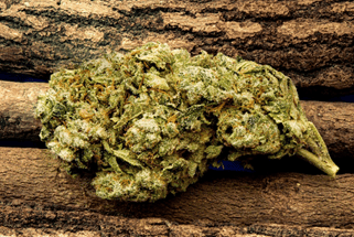 5 Best Medical Marijuana Strains Across the Country