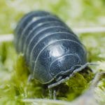 How to Deal with Pill Bugs in Your Home & Garden