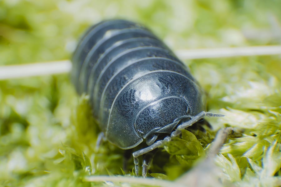 How to Deal with Pill Bugs in Your Home & Garden