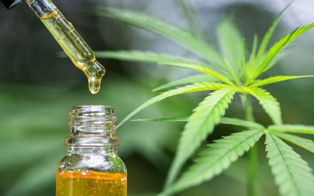 CBD oil in the UK: Understanding CBD and Terpenes