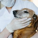 The Most Common Types of Antibiotics Prescribed for Dogs and Why
