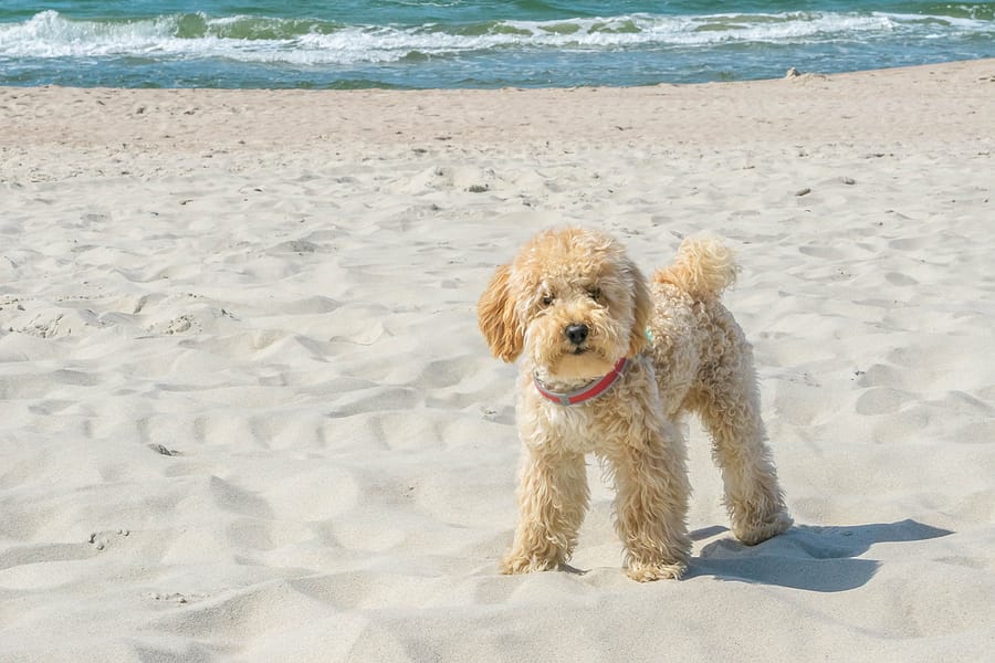 Let’s Get to Know More About Our Favorite Goldendoodle