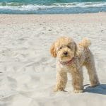 Let’s Get to Know More About Our Favorite Goldendoodle