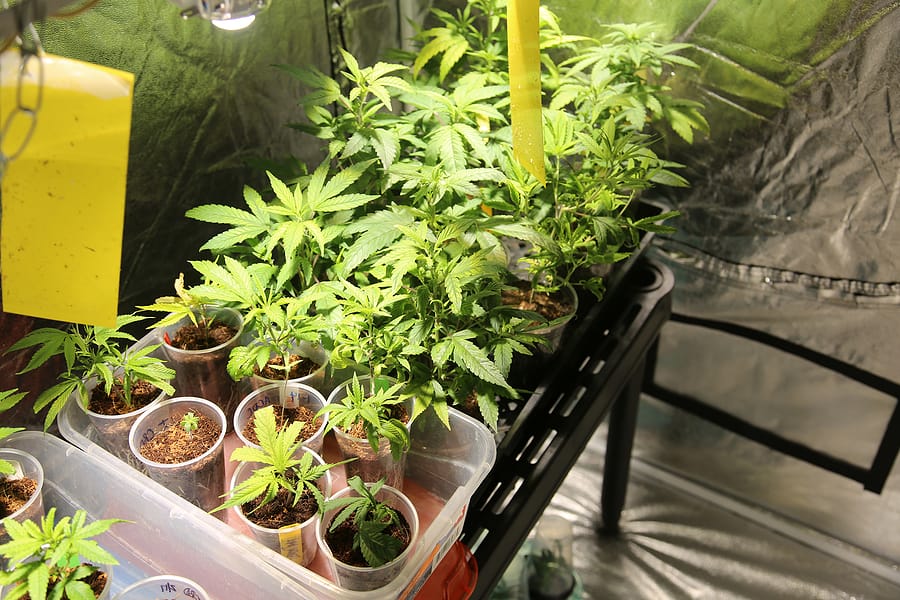 Common Grow Op Mistakes to Avoid with Grow Tents
