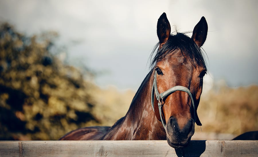 Products Essential To The Health And Maintenance Of Horses