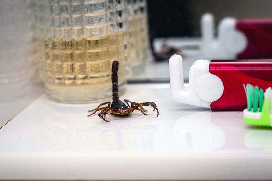 Here's How To Get Rid Of Scorpions In Your Home