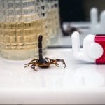 Here's How To Get Rid Of Scorpions In Your Home