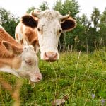 Things Every Kentucky Livestock Owner Should Do to Protect the Neighborhood