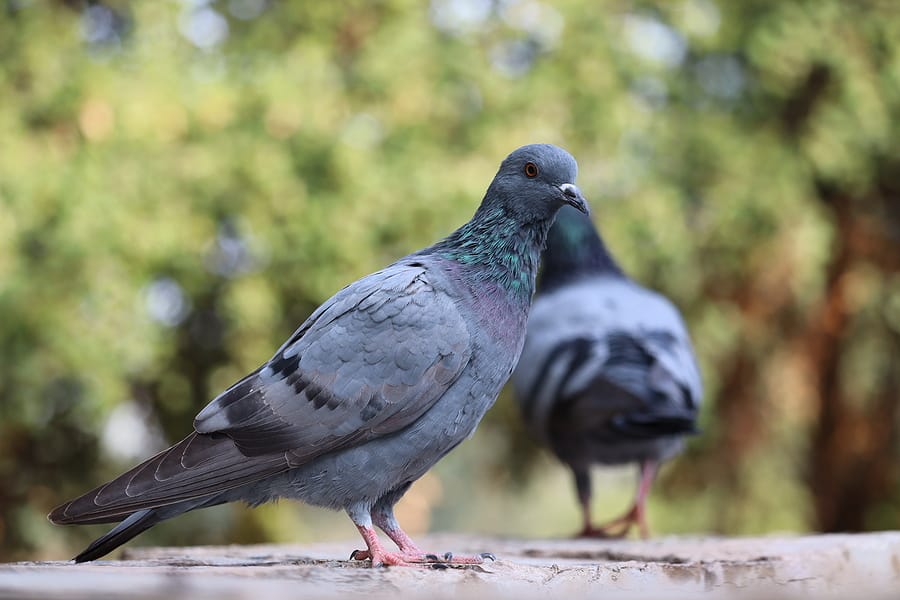 Most Effective Pigeon Control Solutions
