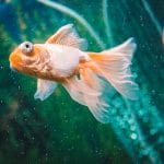 4 Best Fish To Keep In Your Aquarium