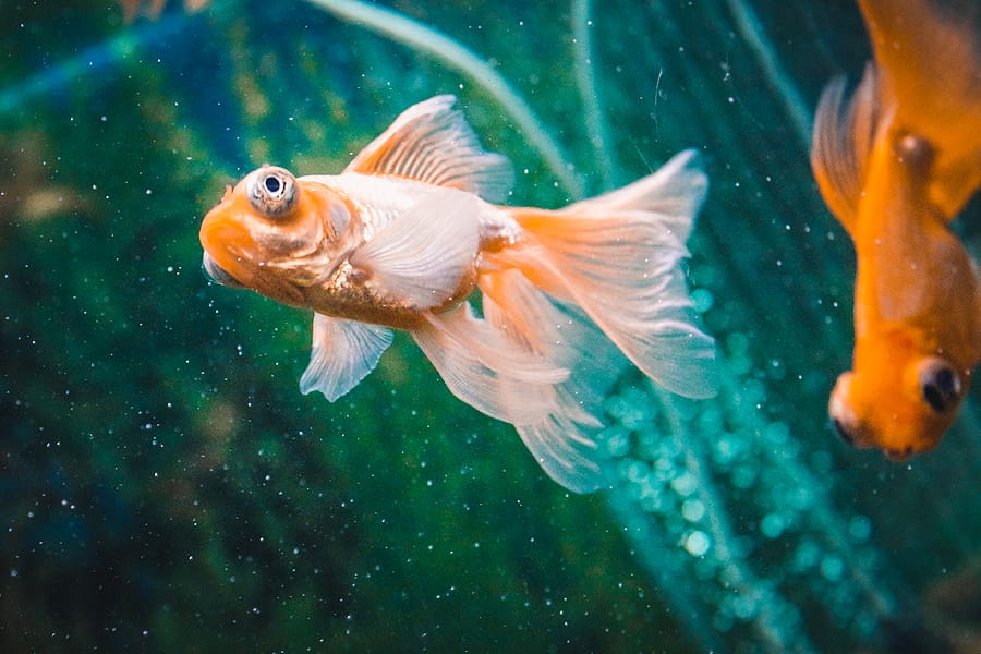 4 Best Fish To Keep In Your Aquarium