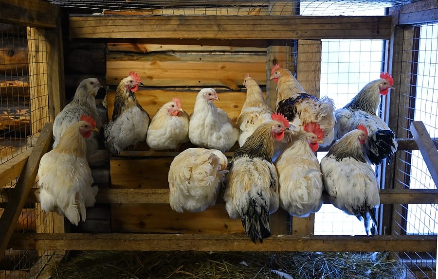 Beginners Guide To Raising Backyard Chickens
