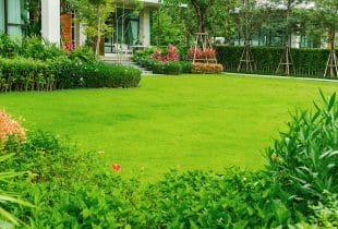 Love A Green Lawn? Here Are 5 Tips For Maintaining A Green Garden