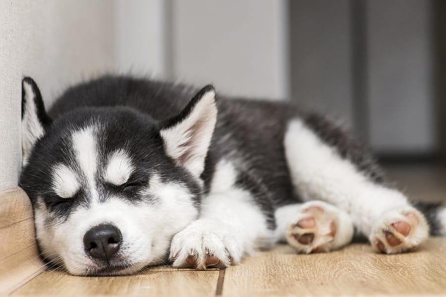 6 Essentials To Buy Before Bringing Home A New Dog