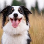 Monitor Your Dog's Well-Being: What Are They Allergic To?