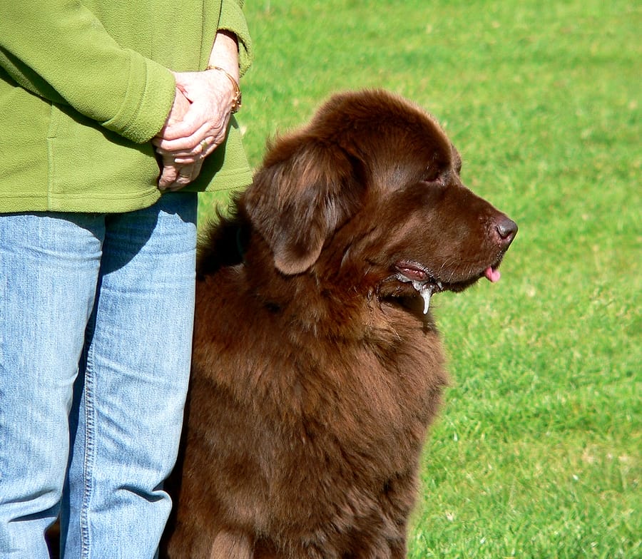 Fundamentals of Professional Dog Training Every Responsible Dog Owner Should Know