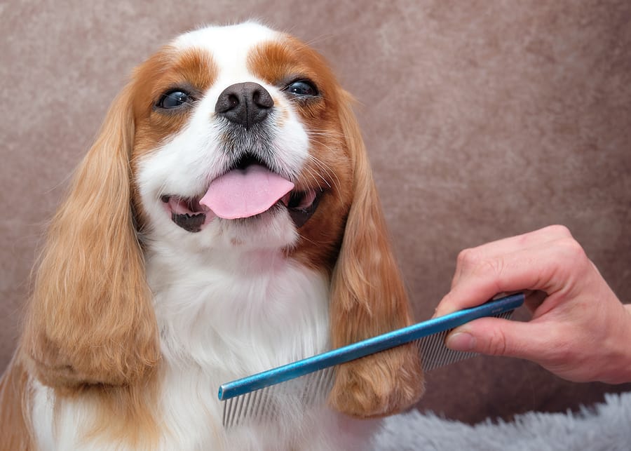 More Tips On How To Choose The Best Grooming Brush For Your Dog