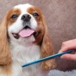 More Tips On How To Choose The Best Grooming Brush For Your Dog