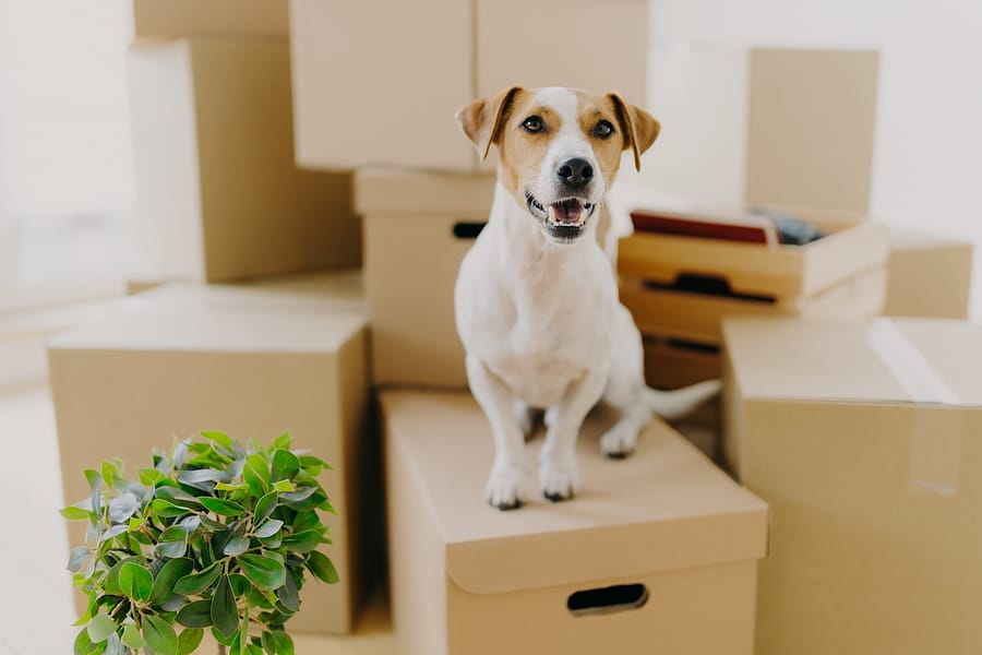 Moving Abroad With Your Pet? Here’s a Checklist of Things You Need To Know