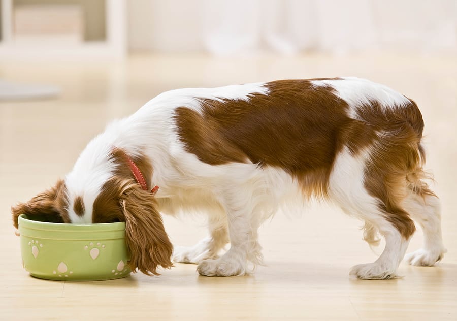 Choosing The Best Diet For Your Dog