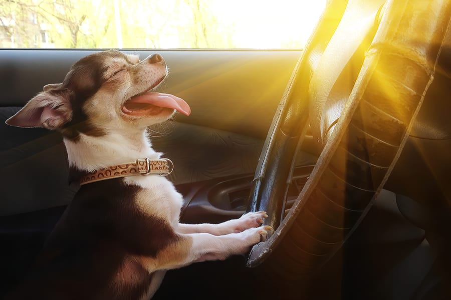 Traveling with a Dog in a Post COVID-19 World