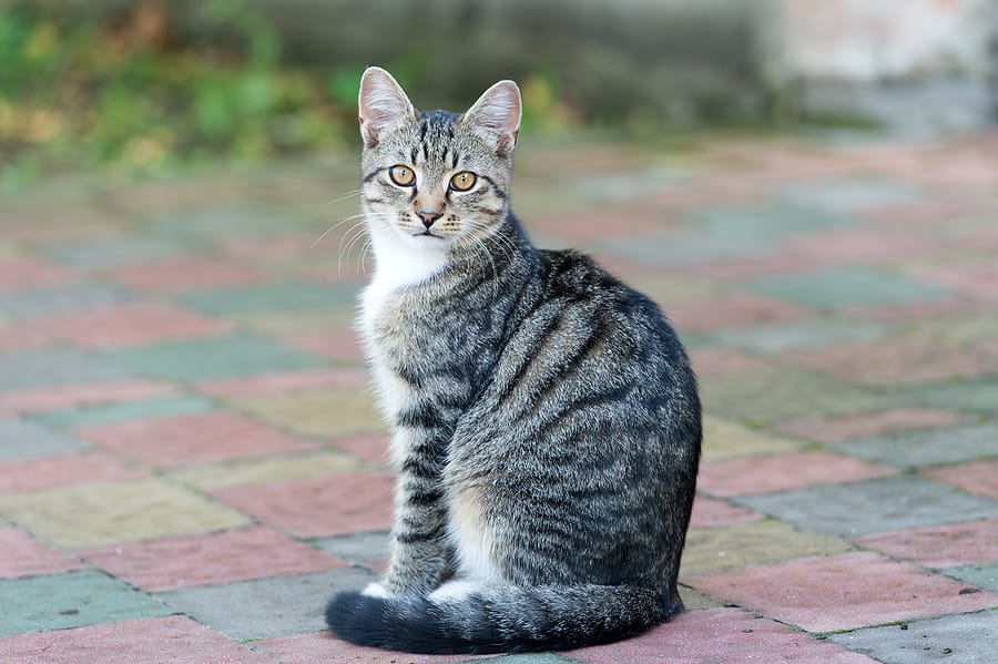 The Best GPS Tracker That Allows You to Follow Your Cat’s Footsteps
