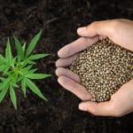 Types of cannabis seeds