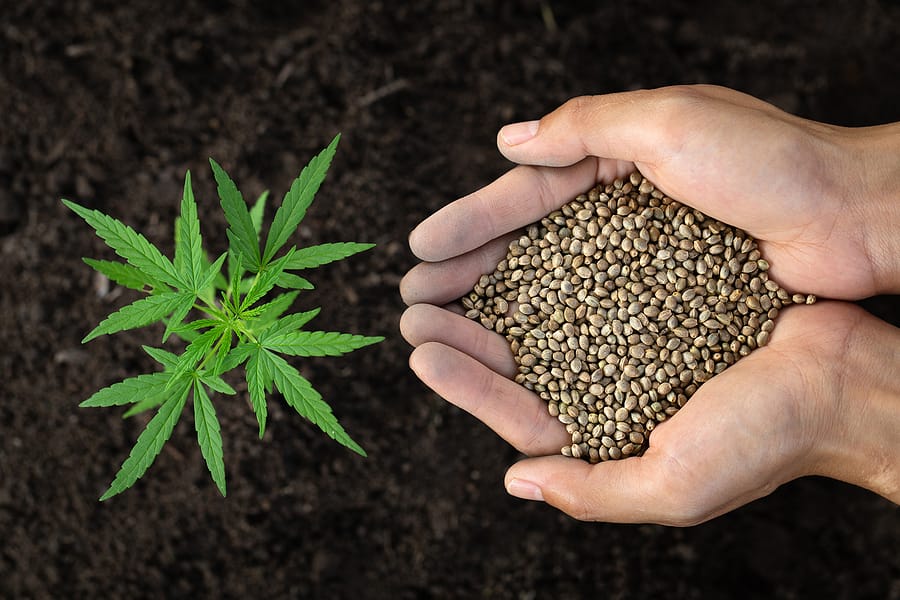 Types of cannabis seeds