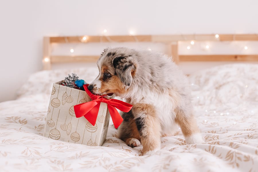 How to pick the best gift for your dog